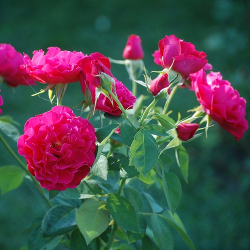 Roşu - Trandafir copac cu trunchi înalt - cu flori în buchet - coroană tufiș